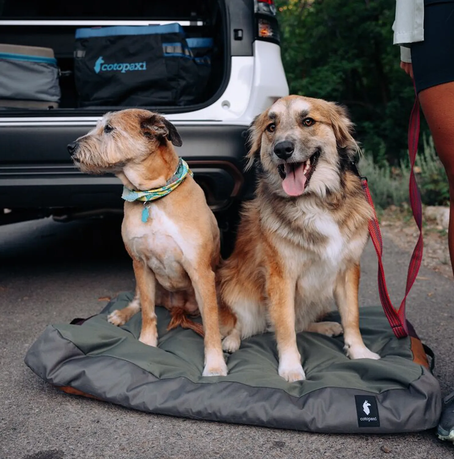 Cotopaxi Del Día Dog Bed panier chien M déhoussable