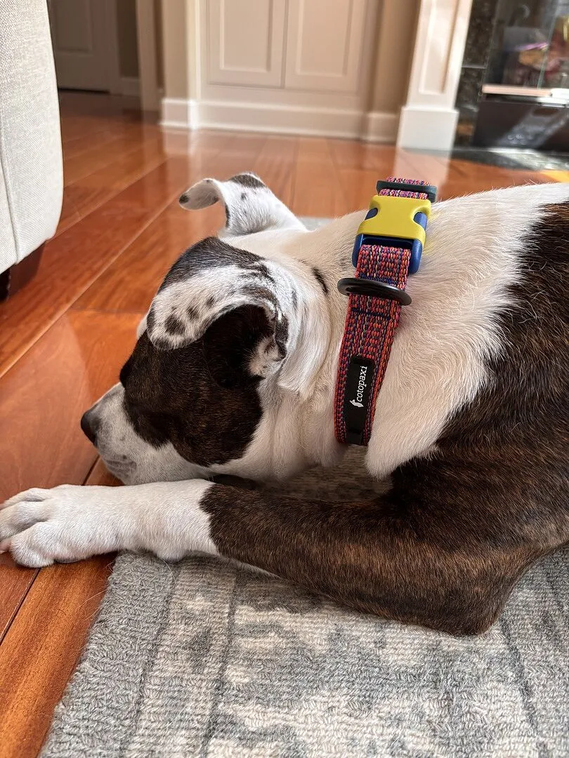 Cotopaxi Del Día collier chien réfléchissant réglable