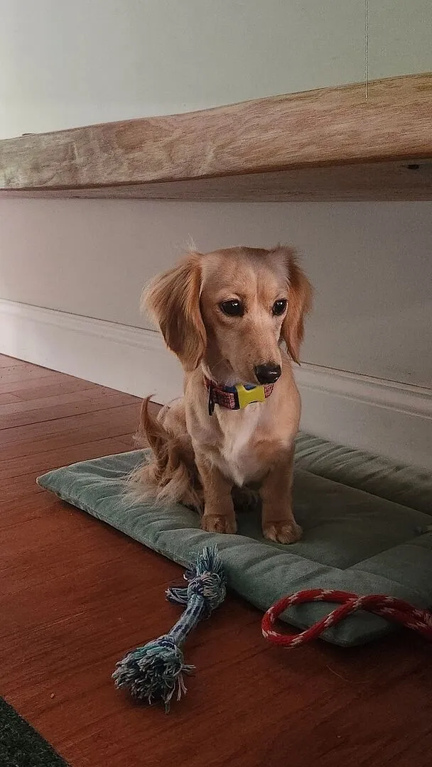 Cotopaxi Del Día collier chien réfléchissant réglable
