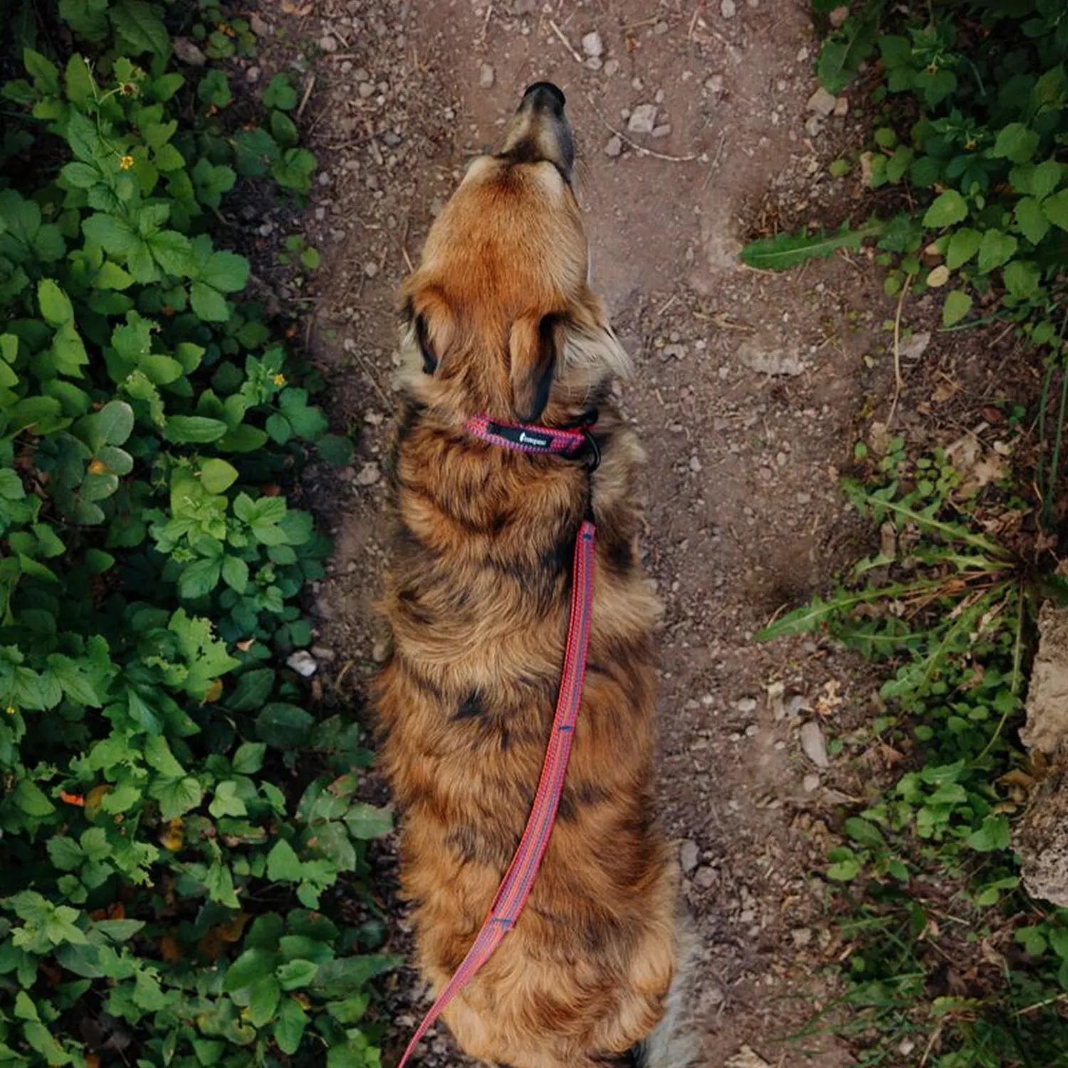 Cotopaxi Del Día laisse chien double poignée résistante