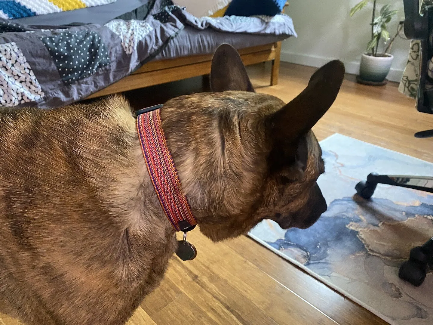 Cotopaxi Del Día collier chien réfléchissant réglable