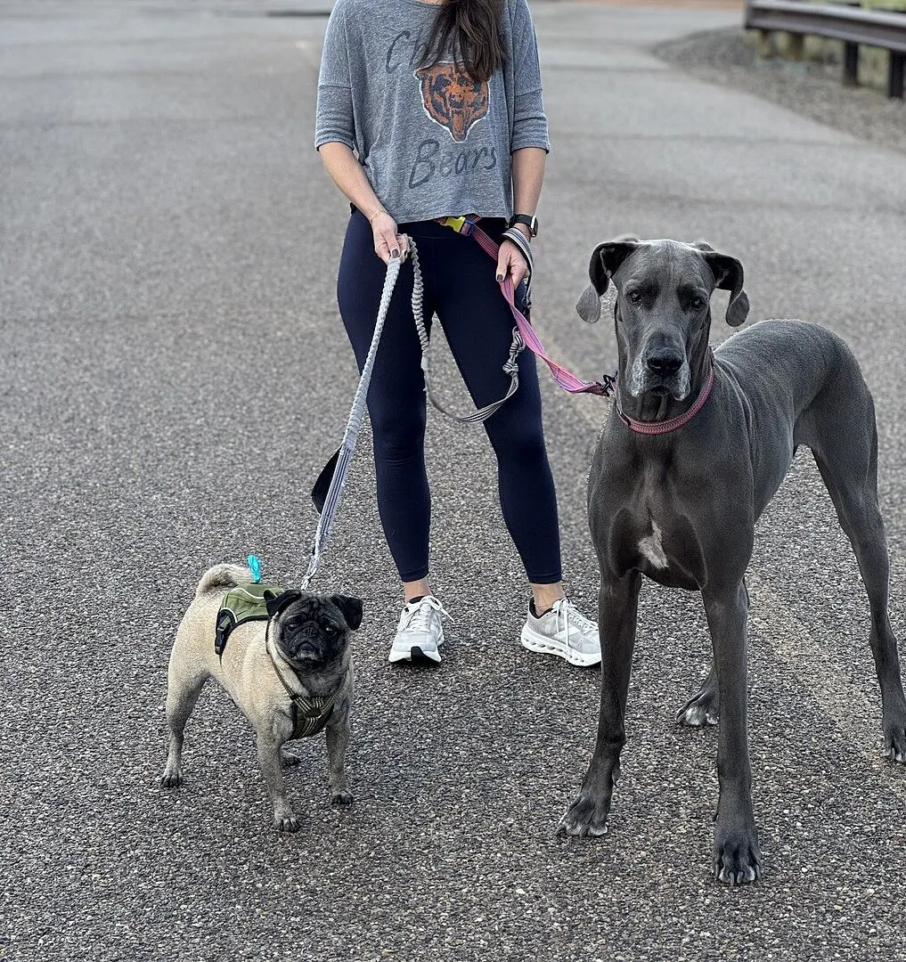 Cotopaxi Del Día collier chien réfléchissant réglable