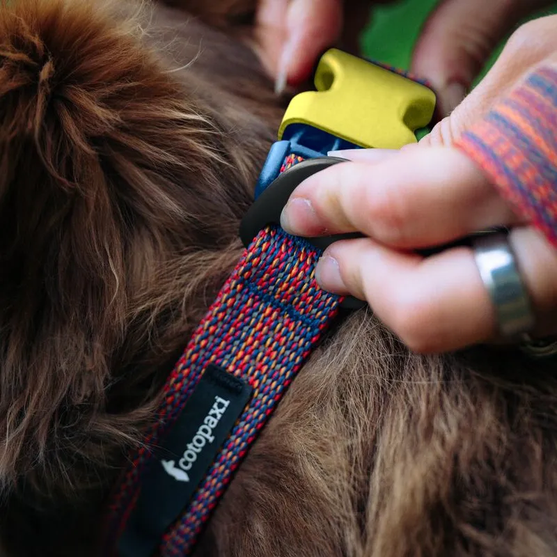 Cotopaxi Del Día collier chien réfléchissant réglable