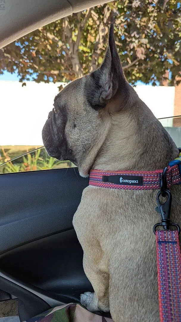 Cotopaxi Del Día collier chien réfléchissant réglable