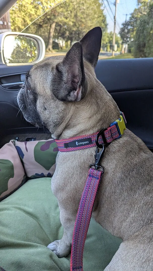 Cotopaxi Del Día collier chien réfléchissant réglable
